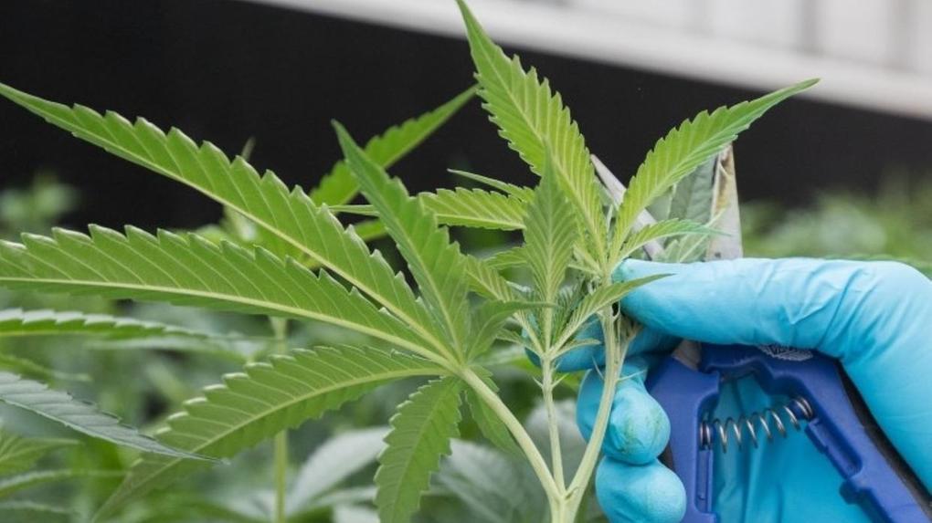 A foto mostra uma folha de cannabis sendo podada com tesoura por uma mão com luva azul.