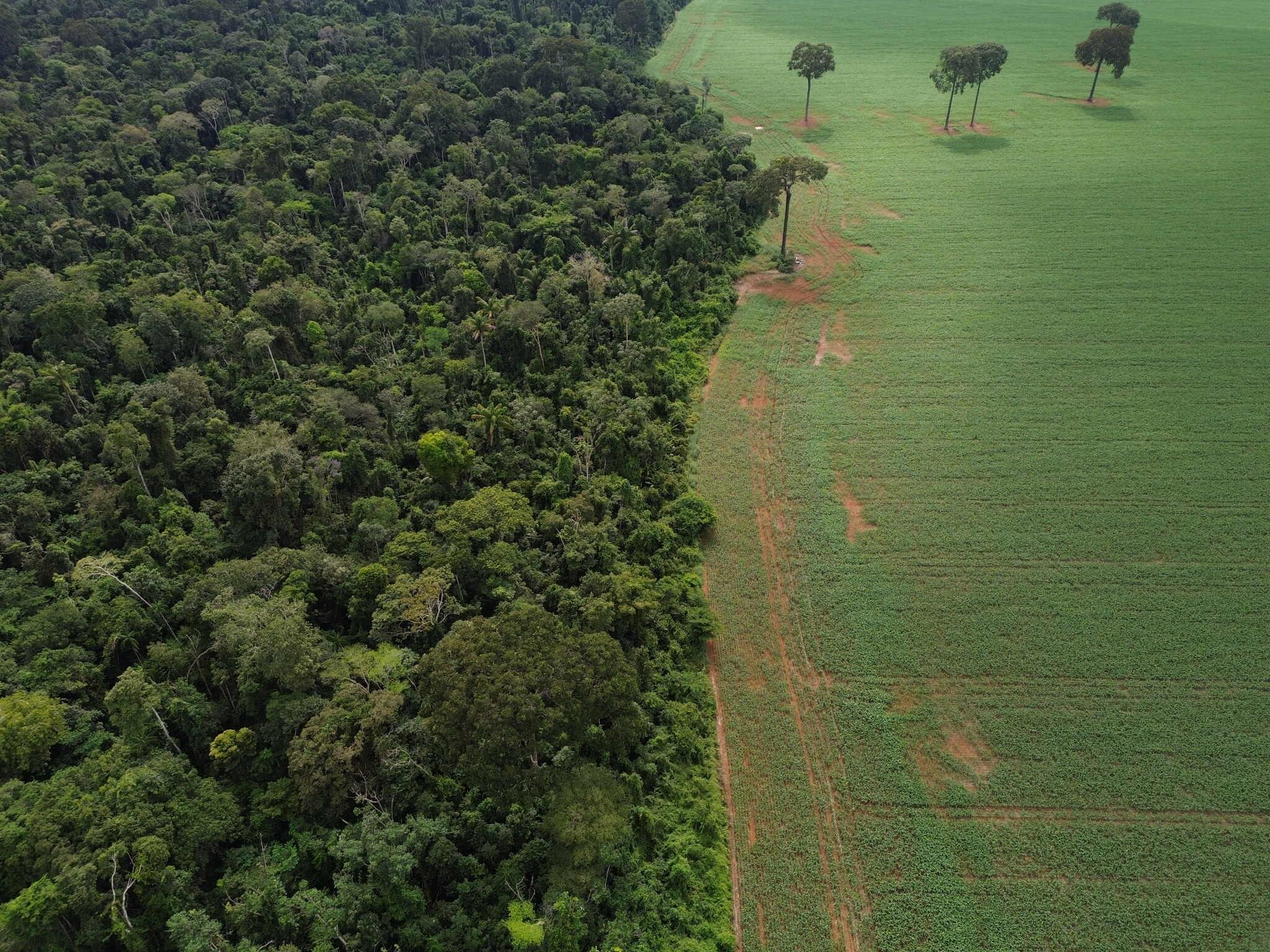 Vista aérea do encontro da Floresta Amazônica com lavouras de milho e soja, na margem da Terra Indígena Erikpatsa.