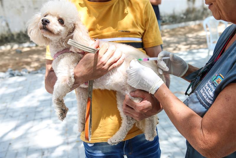 Cachorro branco, da raça poodle, recebendo vacina de um veterinário durante um dia de vacinação ao ar livre, com uma pessoa ao fundo, de camisa amarela, segurando o animal com cuidado.