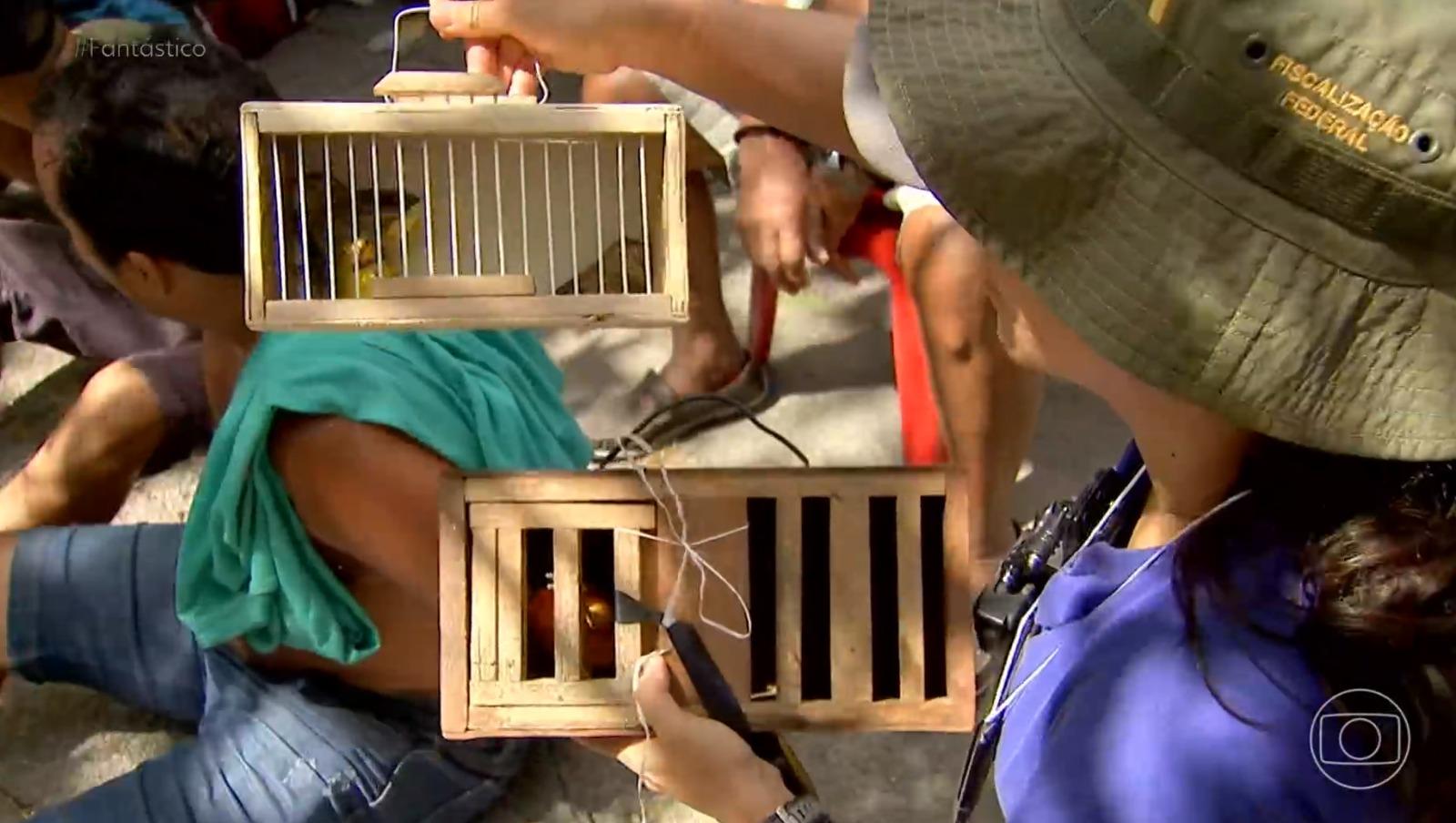 Foto de operação do Ibama na Feira da Parangaba, em Fortaleza. Na foto está uma servidora do Ibama segurando gaiolas, e ao fundo há um homem algemado no chão.