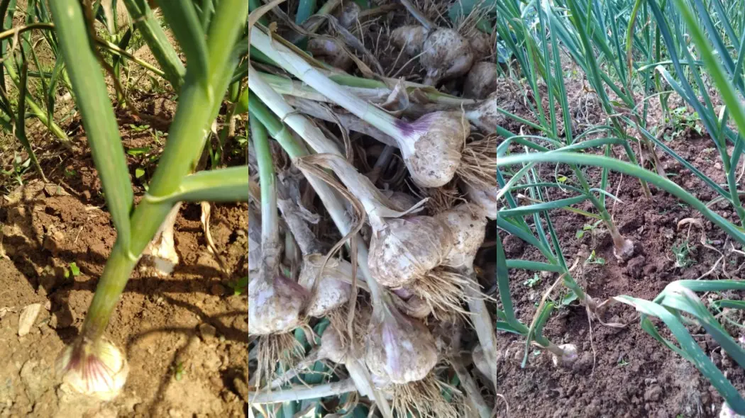 A imagem mostra três etapas do cultivo do alho: à esquerda, o alho ainda plantado, com folhas verdes e solo úmido;
ao centro, bulbos recém-colhidos com raízes e talos secos;
e à direita, uma plantação de alho em desenvolvimento.