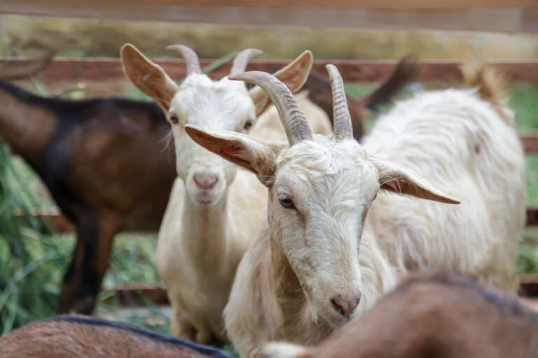Foto que contém rebanho de cabras no Ceará.