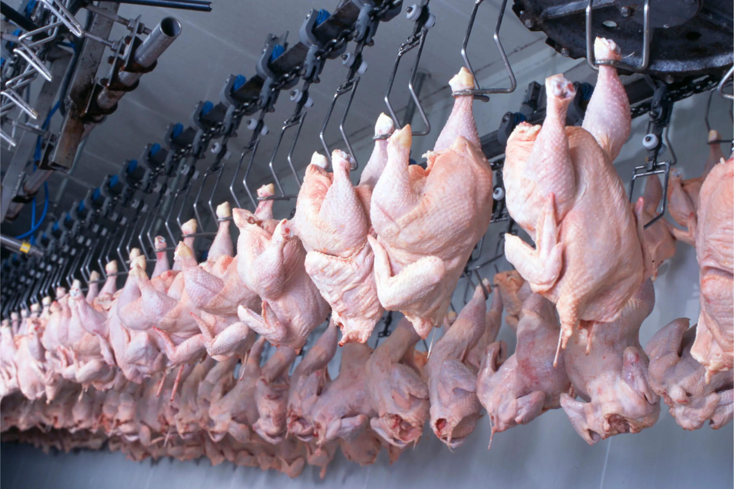 Frigoríficos no Paraná são certificados para abate halal. Brasil é o principal exportador de carne de frango halal do mundo.