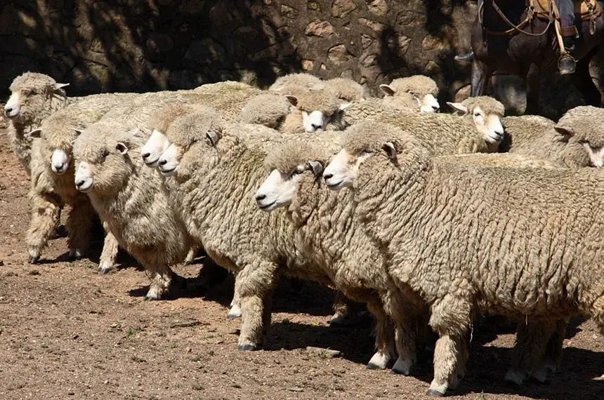 Foto que contém rebanho de ovelhas no Ceará.