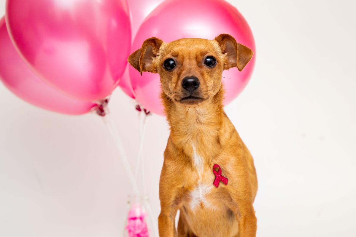 Foto de uma cadela da cor caramelo com um lacinho alusivo ao Outubro Rosa, e ao fundo, dois balões rosas.