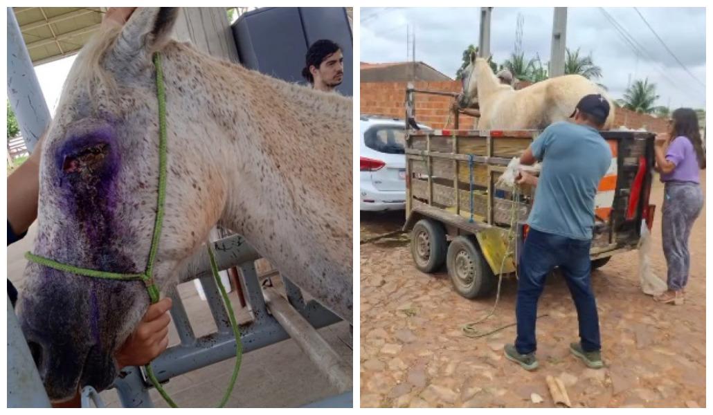 Imagem da égua resgatada de maus-tratos em Juazeiro do Norte