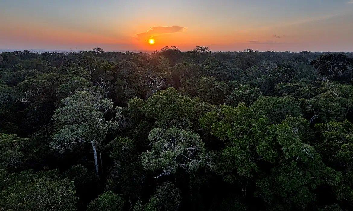 Foto de uma floresta.