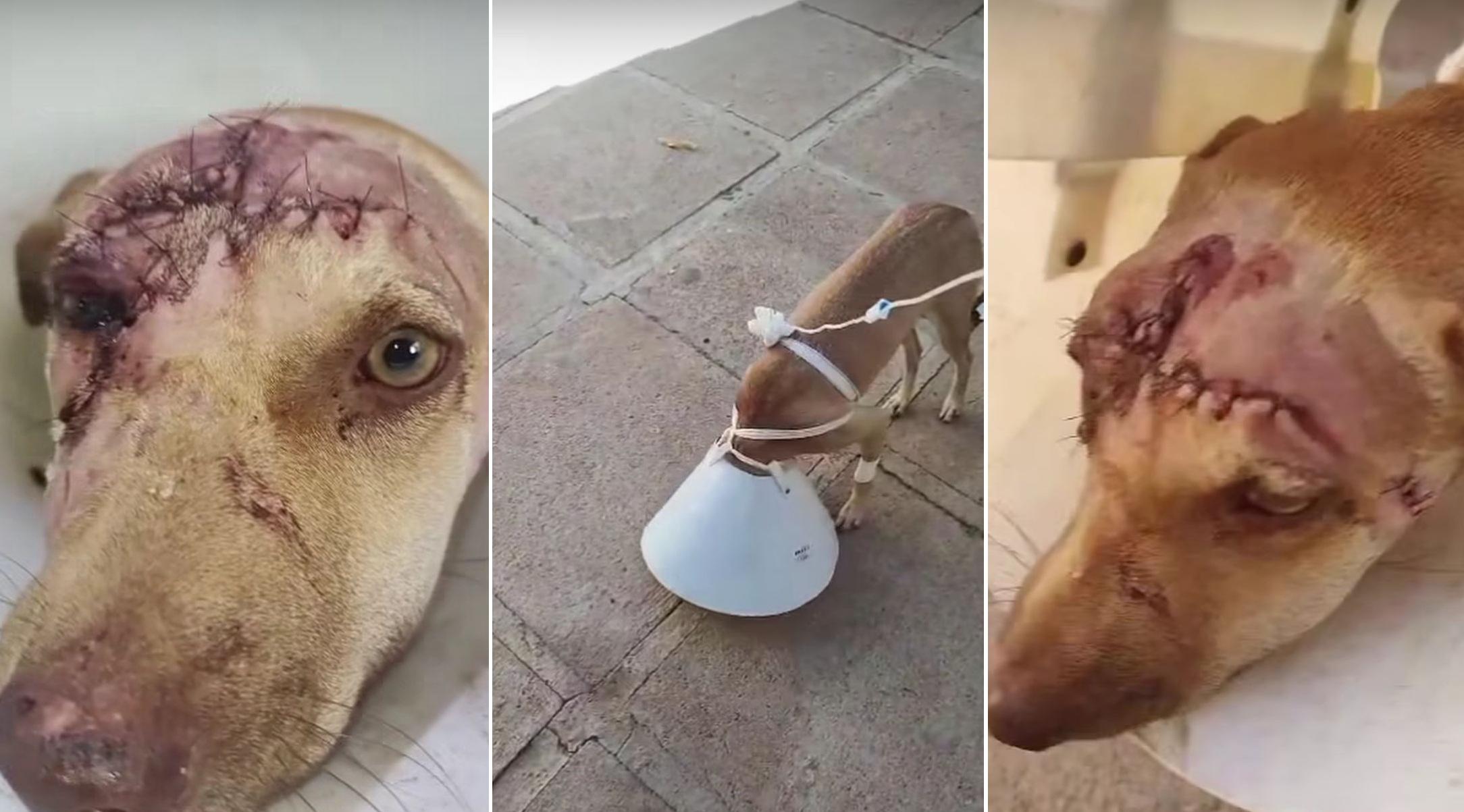 As imagens mostram uma cadela agredida com um facão, após passar por cirurgia.