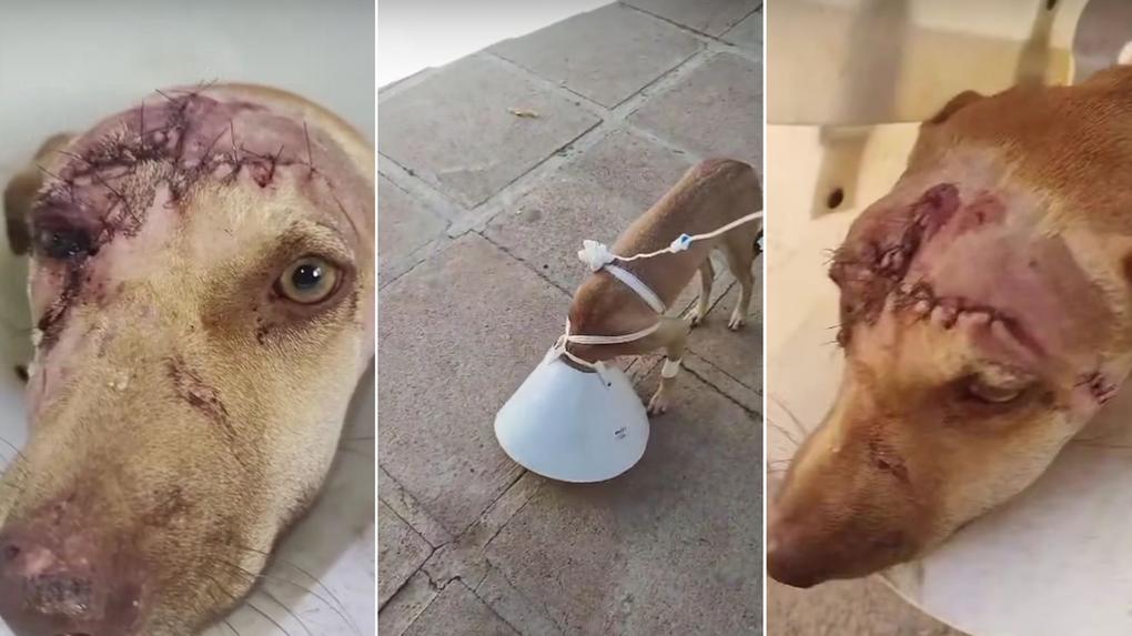 As imagens mostram uma cadela agredida com um facão, após passar por cirurgia.