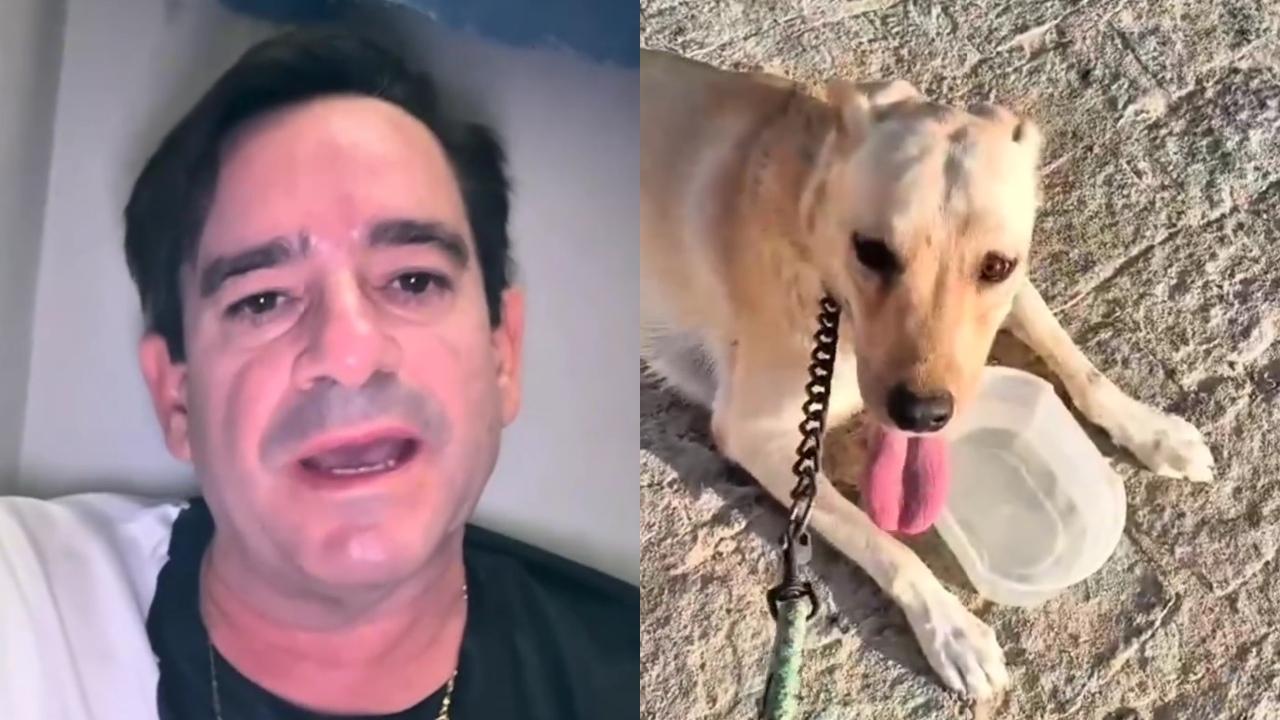 Joab usou stories do Instagram para relatar ataque contra ele e o labrador da família.