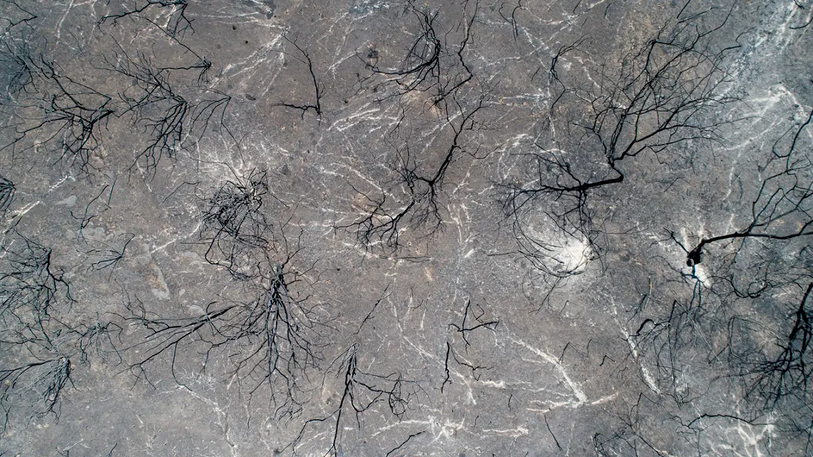 Foto aérea mostra o solo ressecado e acinzentado com marcas negras de raízes e galhos queimados, formando um padrão que lembra veios ou rachaduras. As linhas brancas contrastam com as marcas escuras deixadas pelo fogo, revelando os rastros de incêndios florestais.