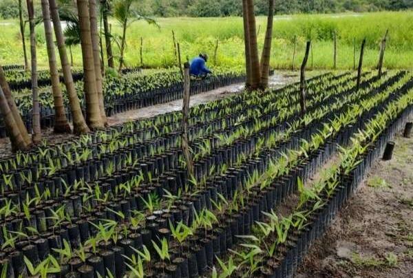Foto que contém mudas para plantio de açaí.
