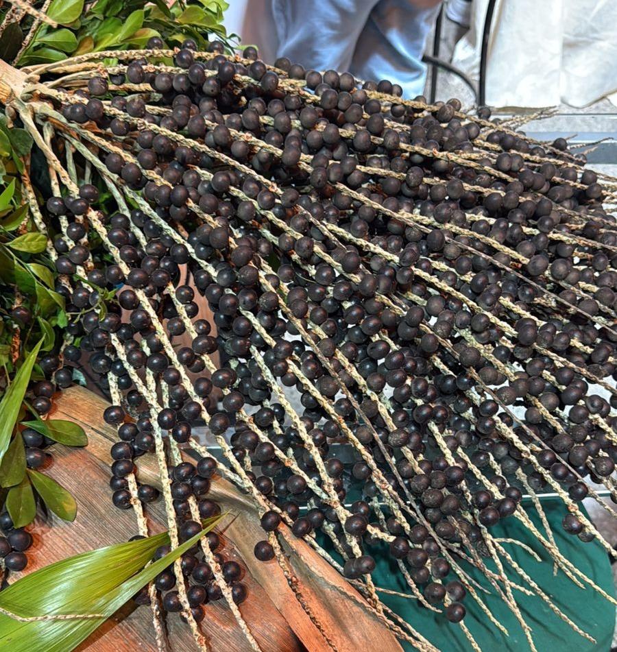 Foto que cont&eacute;m palha de a&ccedil;a&iacute; no Cear&aacute;.