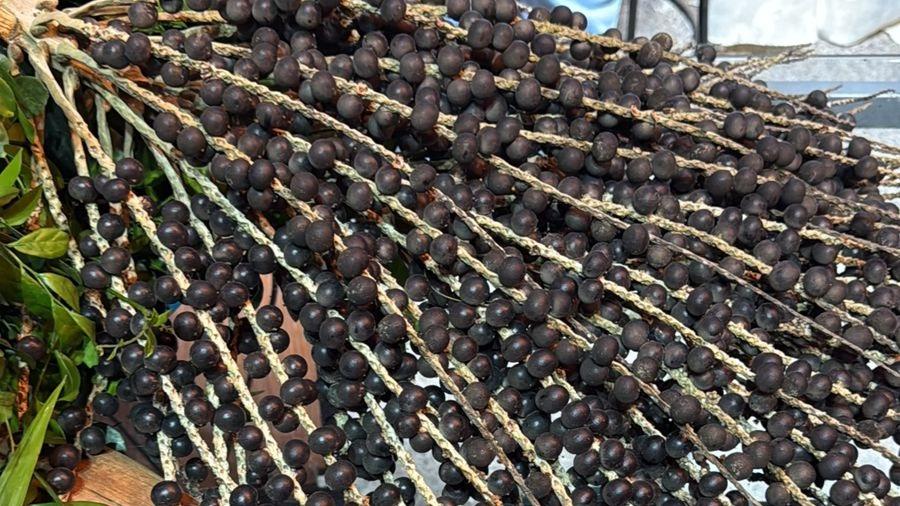 Foto que contém palha de açaí no Ceará.