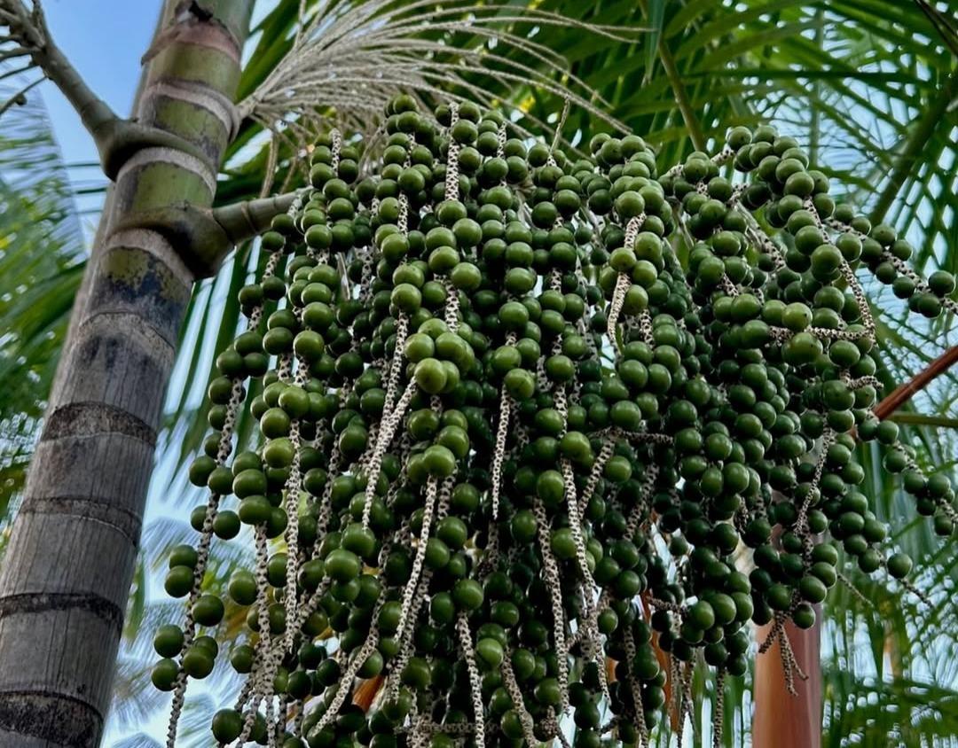 Foto que contém um açaizeiro com várias frutas verdes.