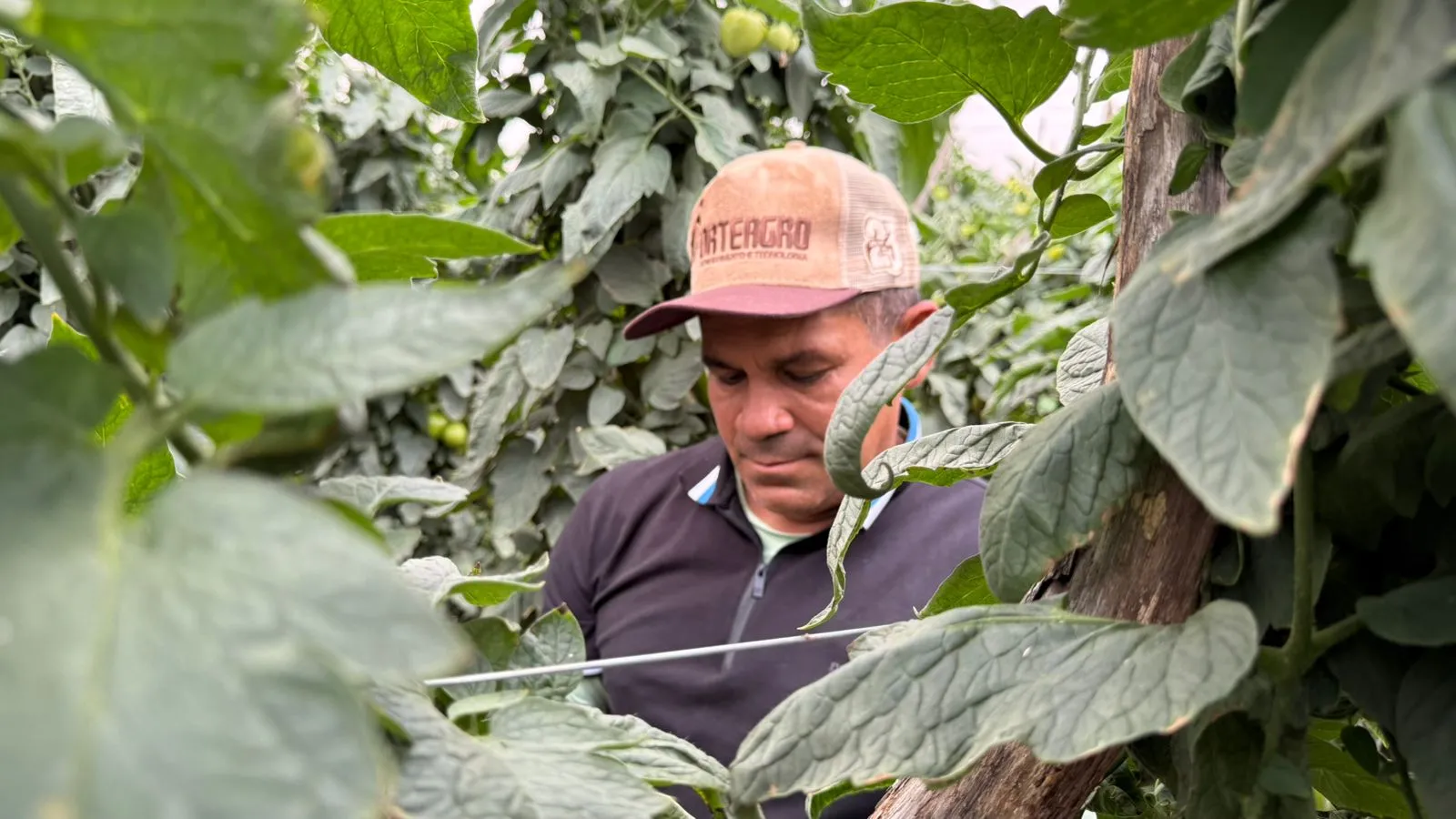 Aos 55 anos, Antônio 'Novato' produz tomates desde 1986 em Guaraciaba do Norte.