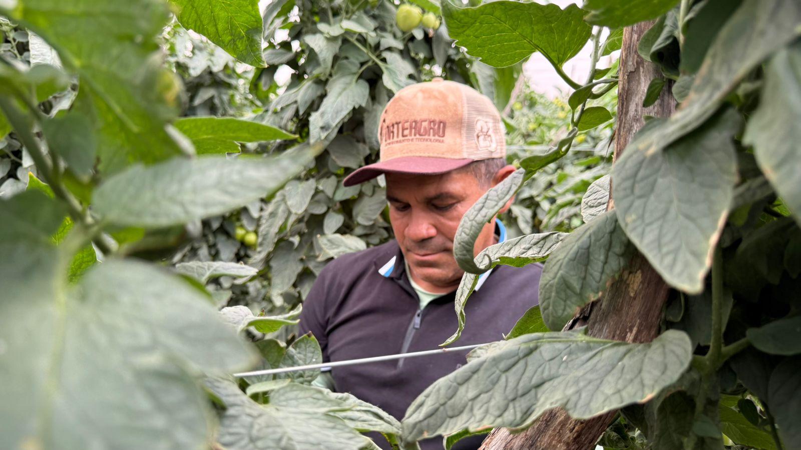 Foto que contém o produtor rural Antônio 'Novato', produtor de tomates em Guaraciaba do Norte.