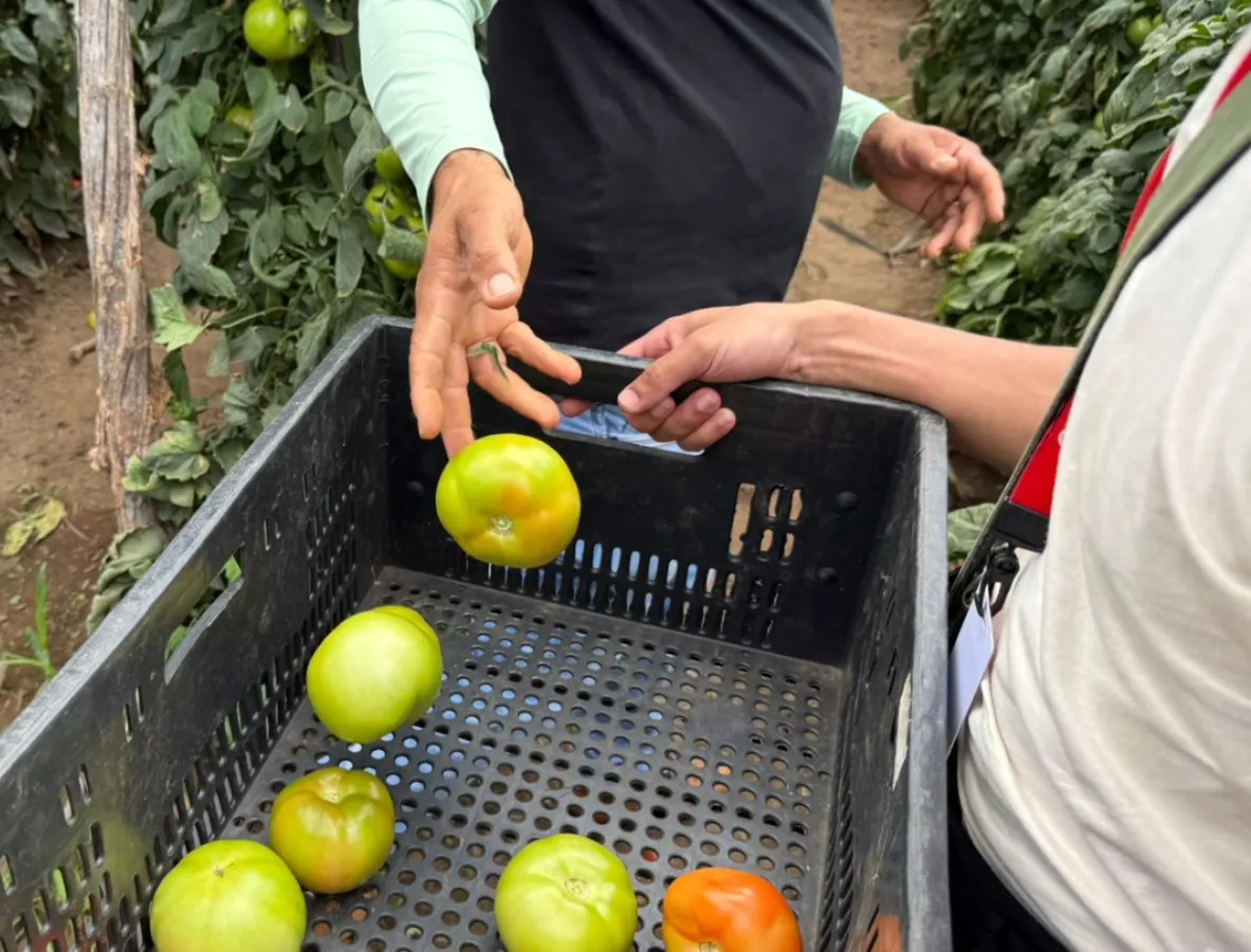 Capital cearense do tomate, Guaraciaba do Norte reúne condições adequadas para cultivo do fruto.