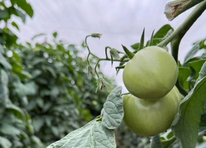 Plantação de tomates em Guaraciaba do Norte é protagonista dentro e fora do Ceará.