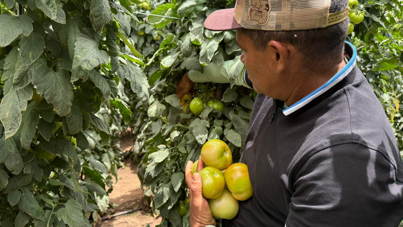 Foto que contém produtor rural Antônio Novato colhendo tomates em pomar de Guaraciaba do Norte.