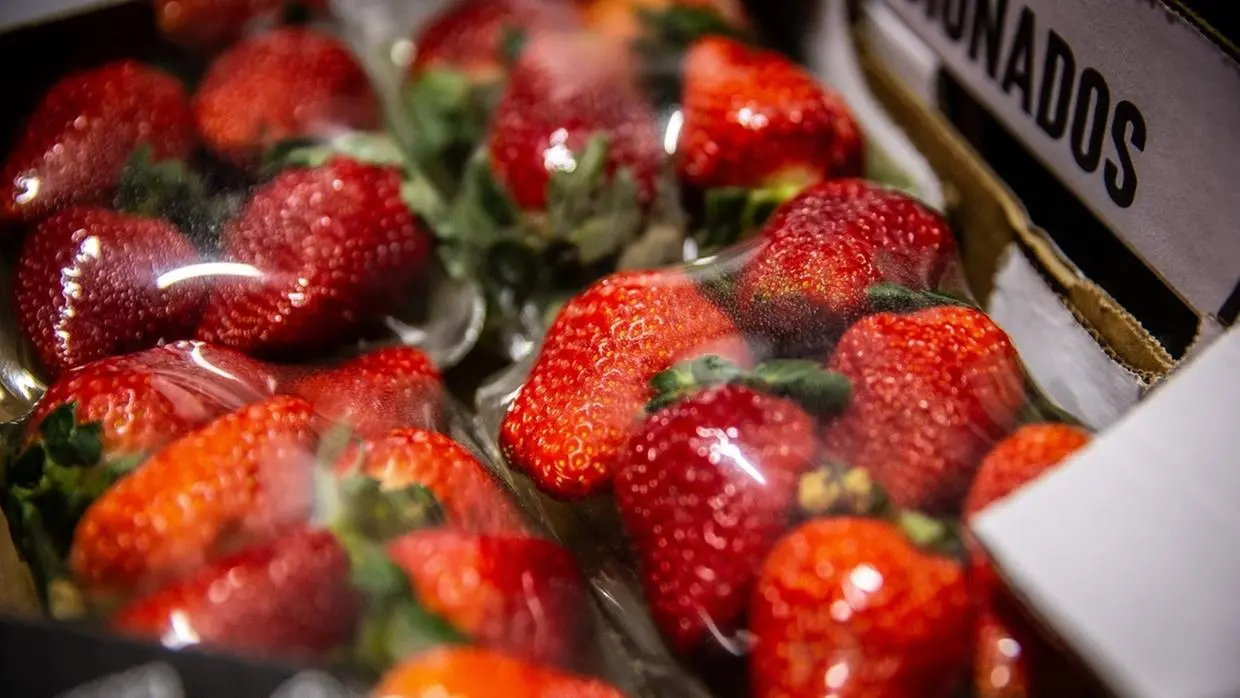 foto mostra morangos frescos.