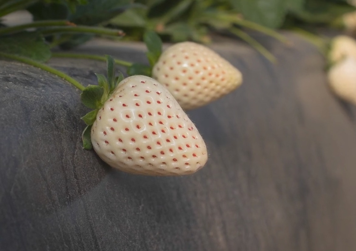 Foto que contém morangos brancos plantados.