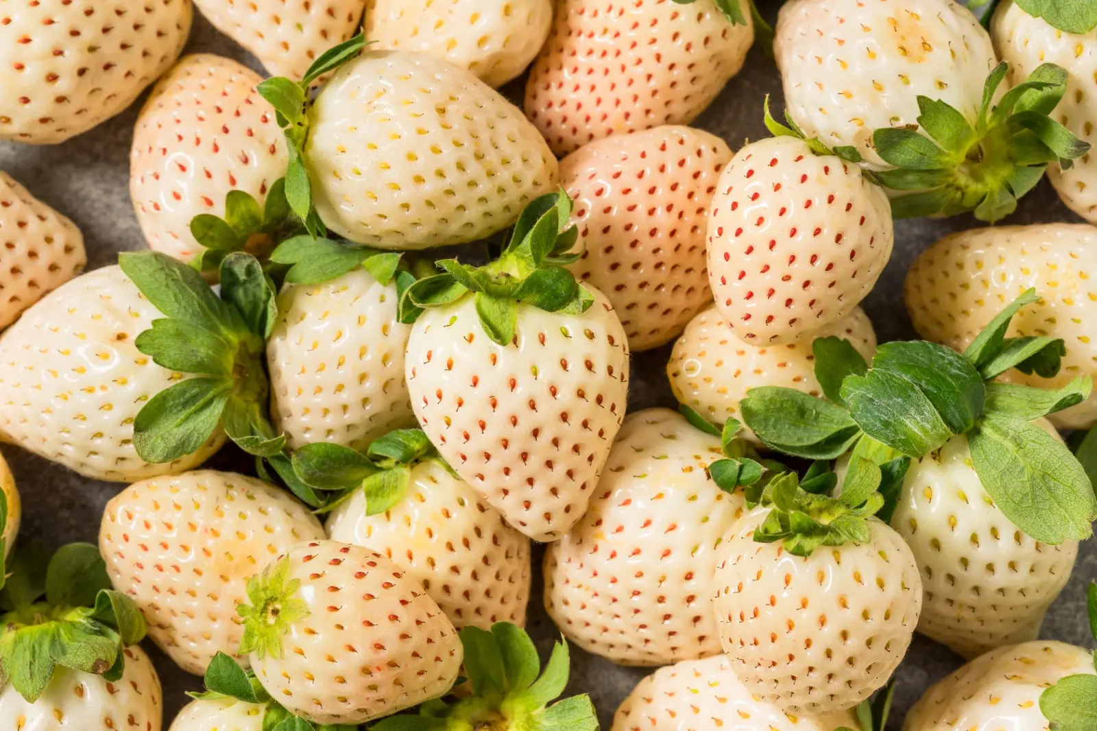 Foto que contém vários morangos brancos.