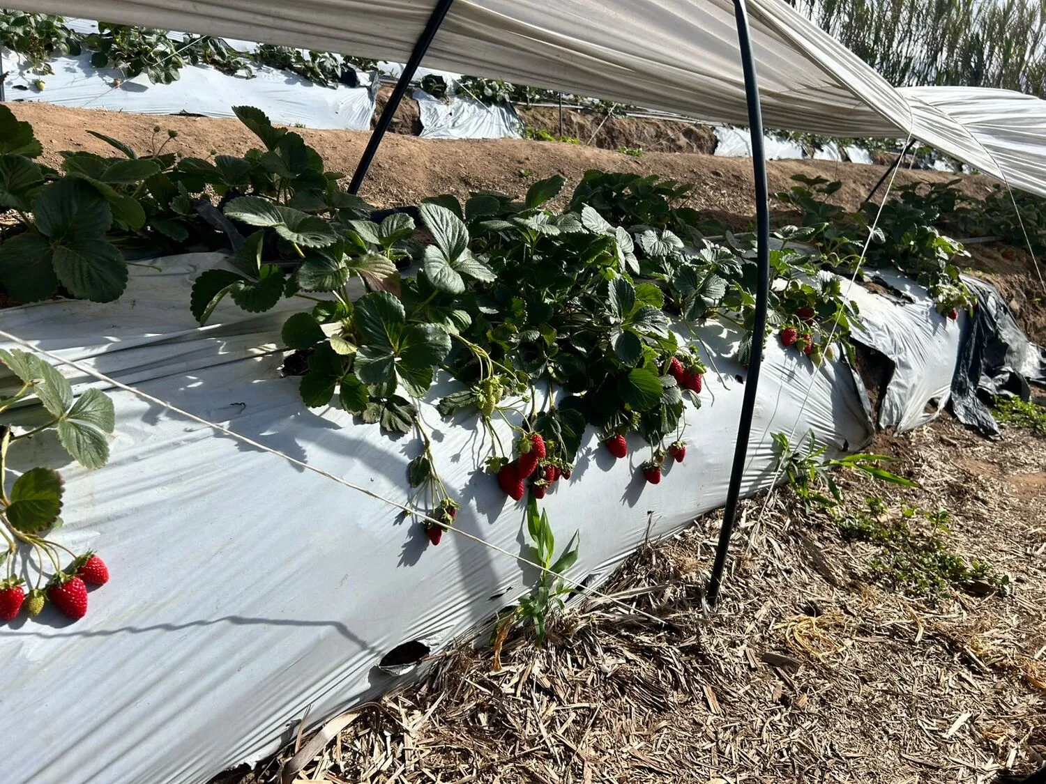 Morangueiros da Mororango rendem, em média, 2,5 toneladas por ano de frutos.