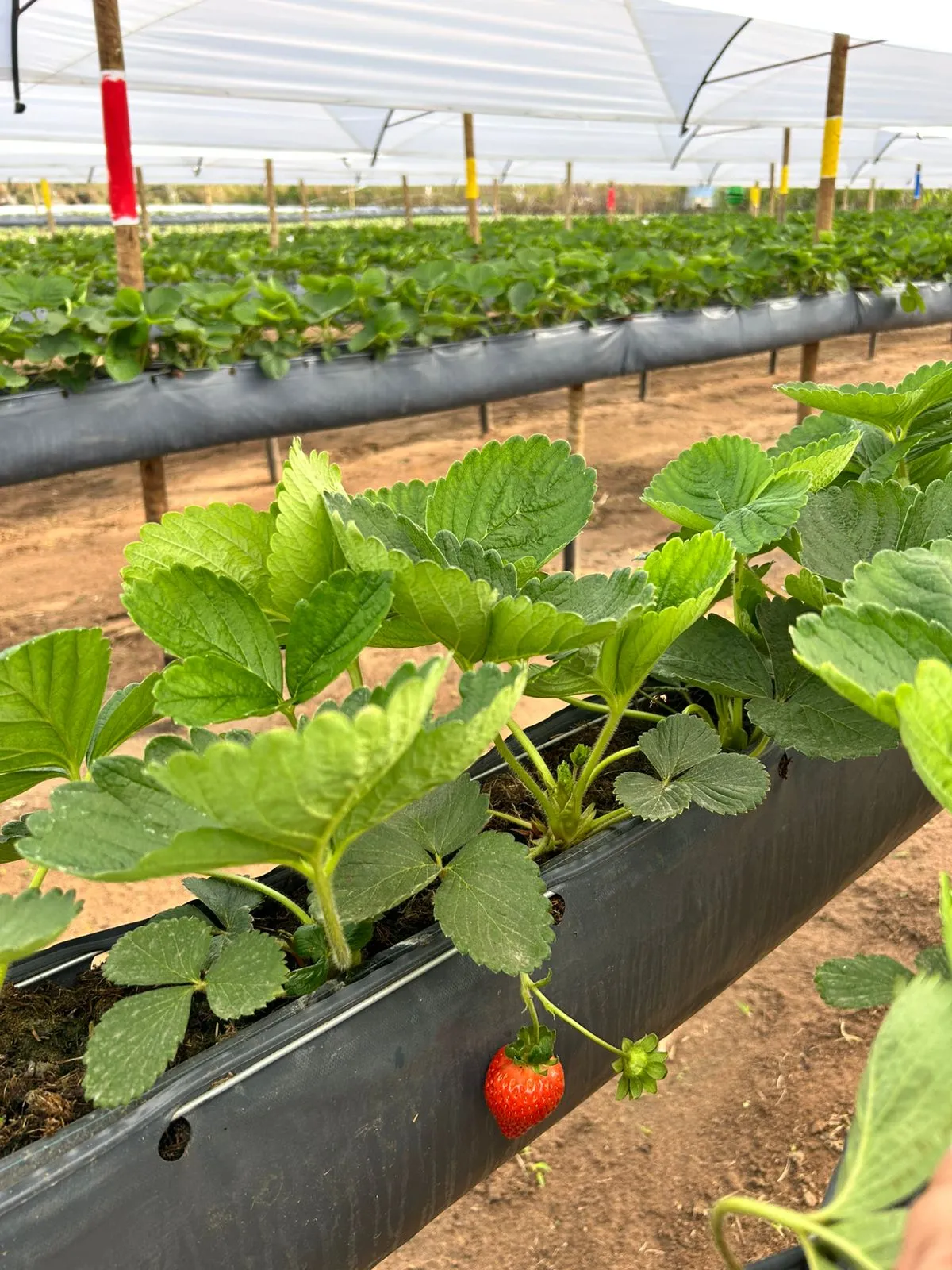 Ceará intensifica produção de morango na Serra da Ibiapaba.