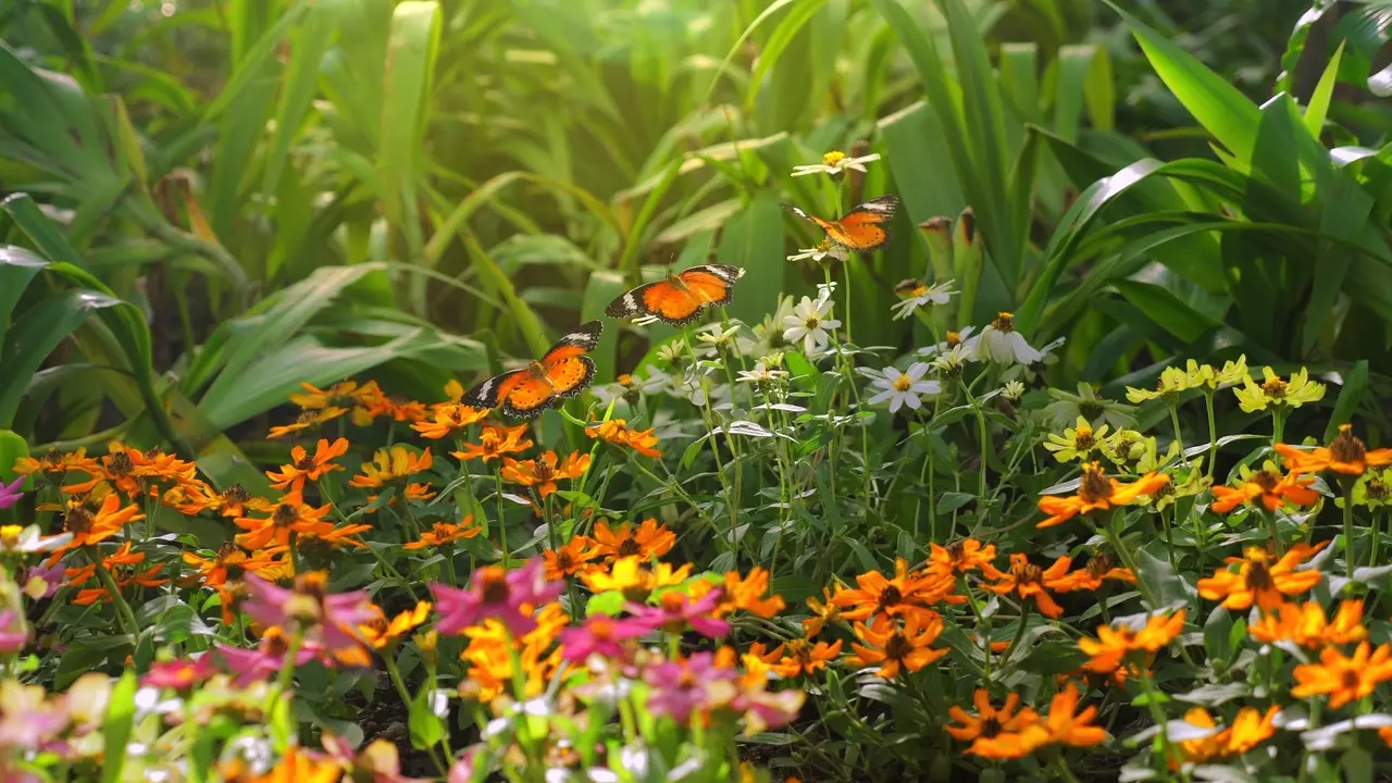 Imagem de jardim com flores coloridas e várias borboletas voando sobre elas, criando uma cena vibrante e natural.