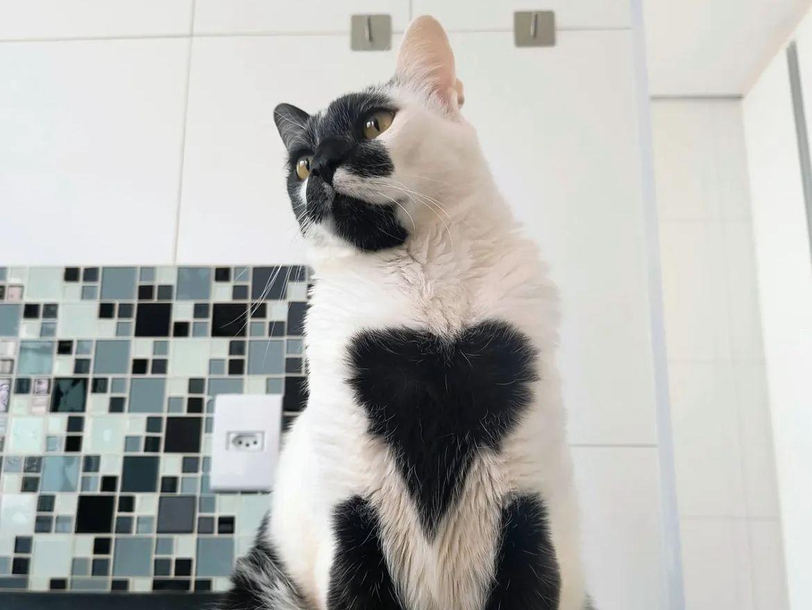 Foto em primeiro plano de um gato adulto chamado Thor. Ele é branco, mas tem manchas brancas no rosto e outra em formato de coração bem no meio do peito.