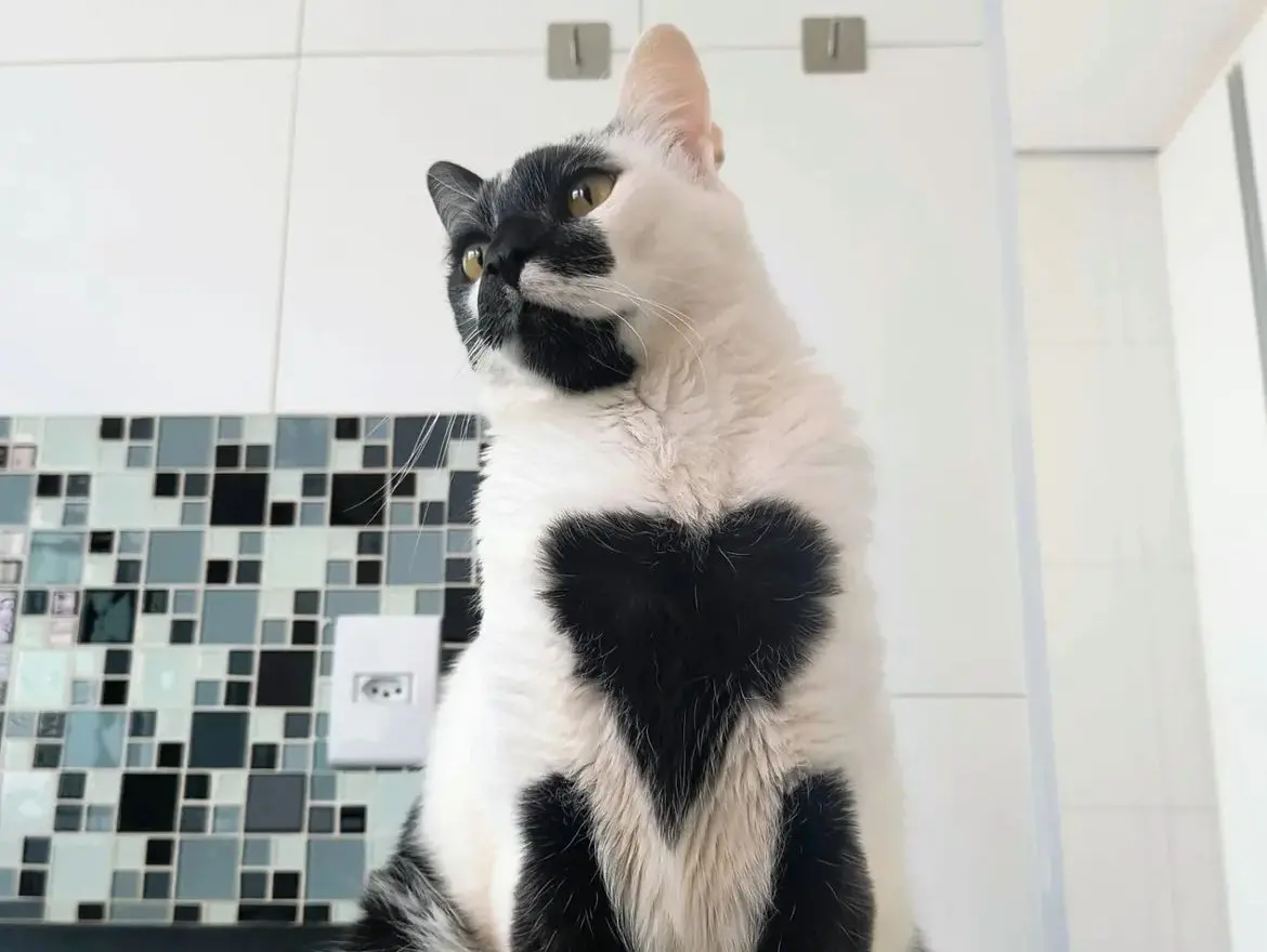Foto em primeiro plano de um gato adulto chamado Thor. Ele é branco, mas tem manchas brancas no rosto e outra em formato de coração bem no meio do peito.