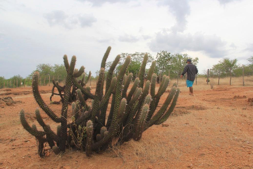 Foto de paisagem seca no sertão do Ceará numa manhã com céu de poucas nuvens. Em primeiro plano, há vários cactos num solo de barro vermelho e árido. Um homem de camisa social e bermuda caminha pelo campo, que tem uma cerca de arame e outras árvores.