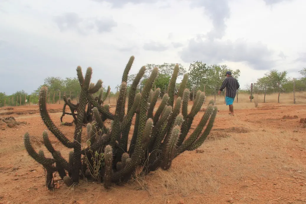 Foto de paisagem seca no sertão do Ceará numa manhã com céu de poucas nuvens. Em primeiro plano, há vários cactos num solo de barro vermelho e árido. Um homem de camisa social e bermuda caminha pelo campo, que tem uma cerca de arame e outras árvores.