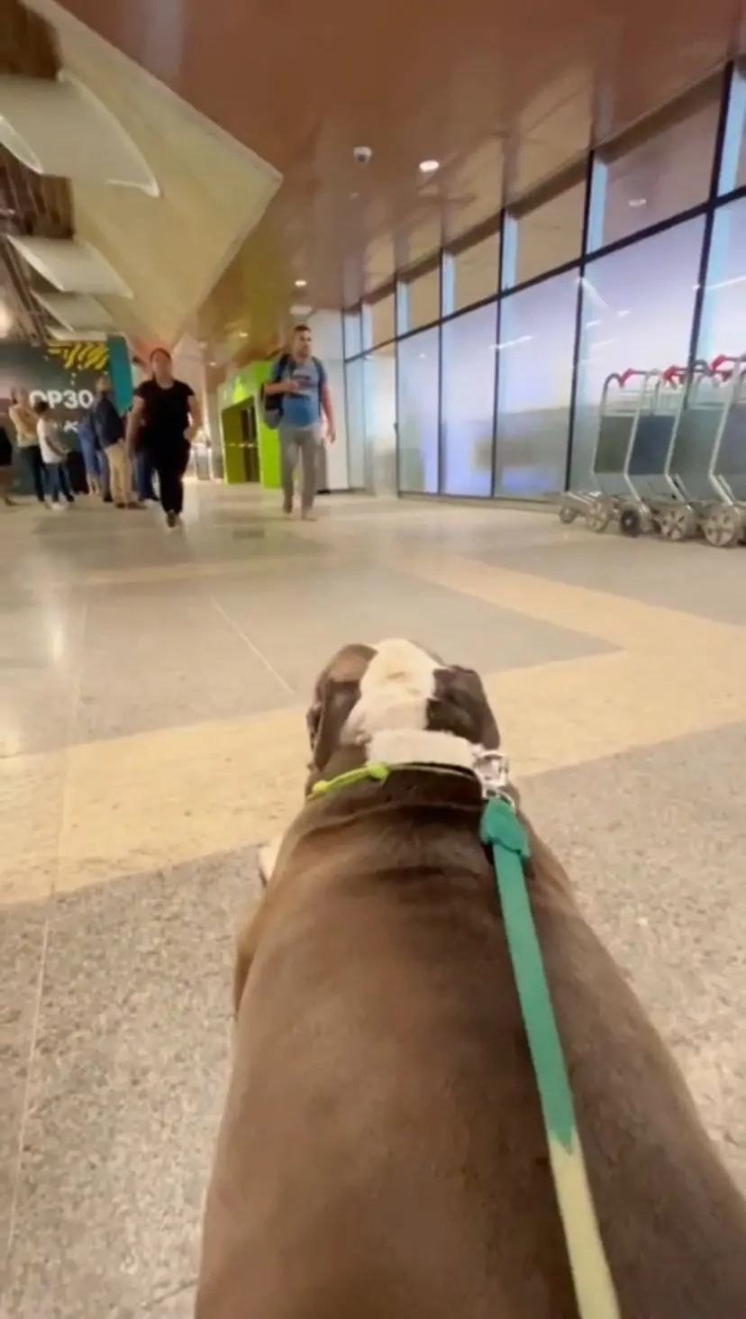Cachorro deitado em um aeroporto observando as pessoas que passam ao seu lado.