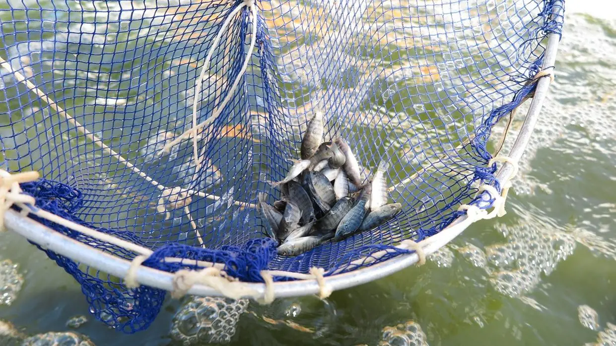 Imagem de criação de tilápia no interior do Ceará.