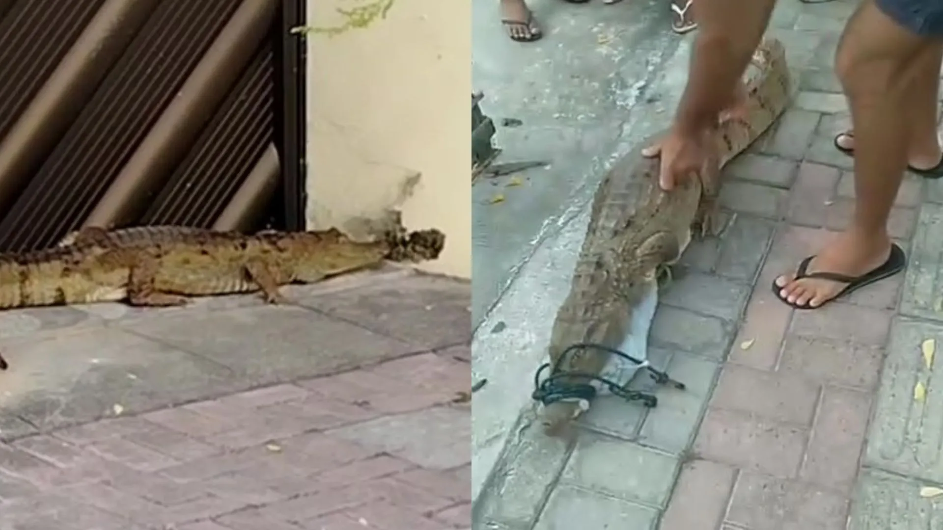 Nenhuma pessoa foi ferida pelo animal