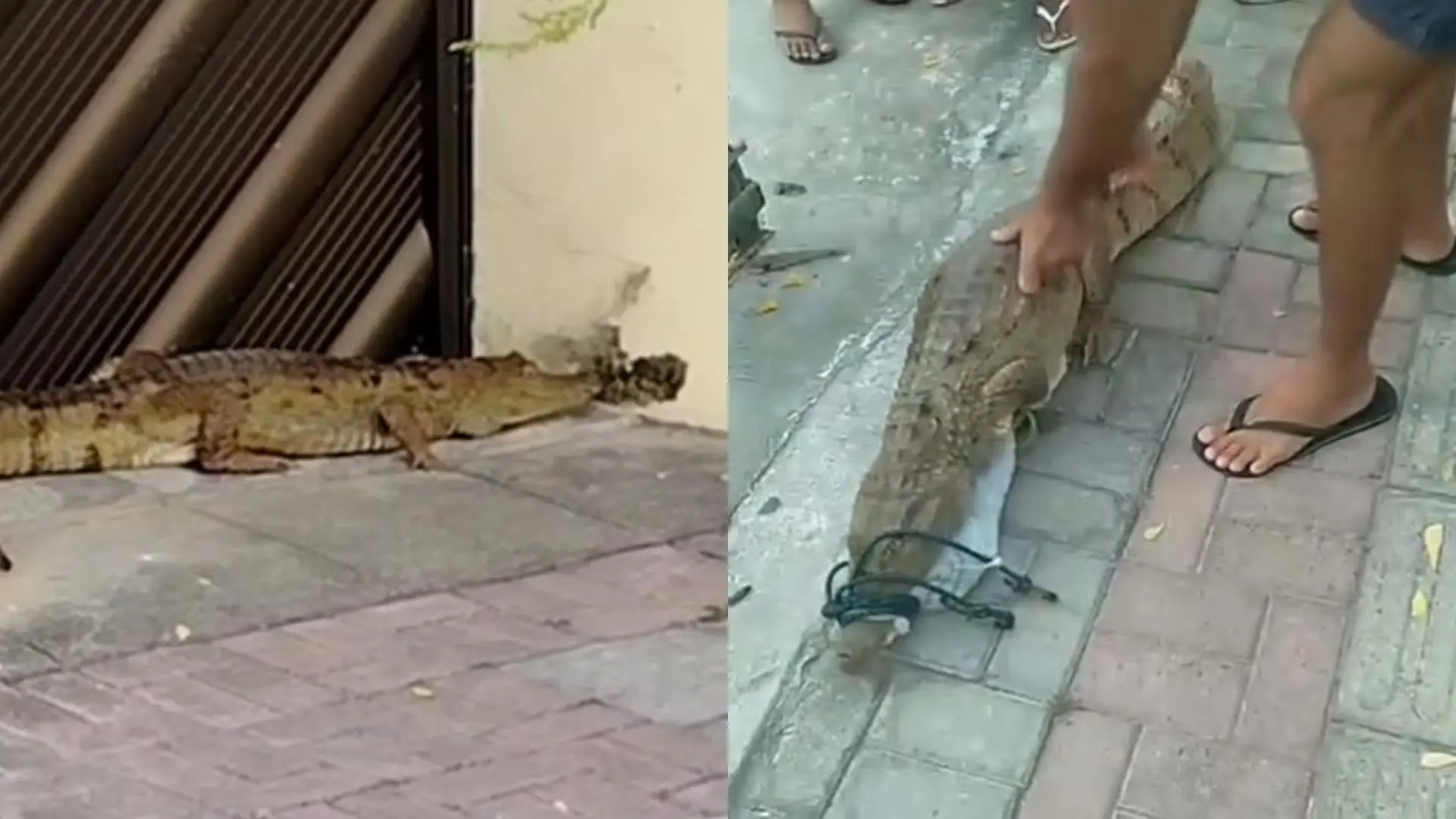 Imagem de um jacaré na rua, sendo manuseado por uma pessoa, com uma porta ao fundo e calçadas de pedra, sobrepondo uma imagem de um jacaré na mesma rua.