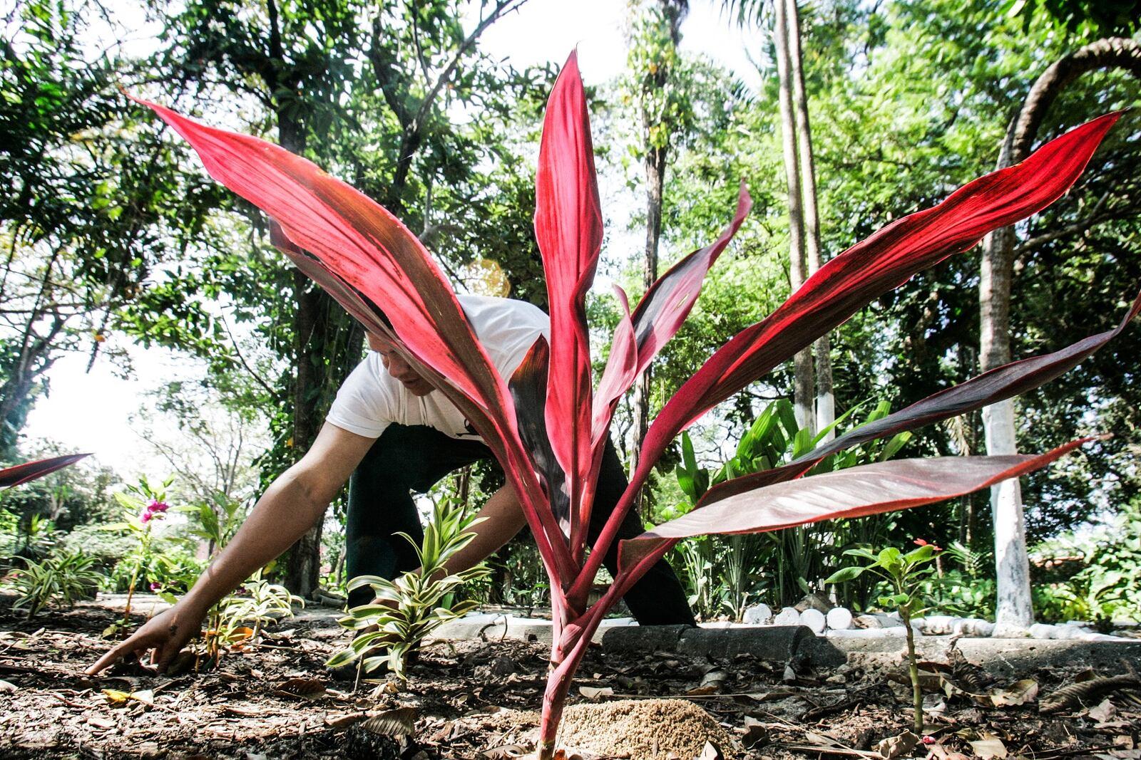 Um homem de camisa branca realiza trabalho de jardinagem em um espaço arborizado de Fortaleza, ajoelhado próximo a uma planta de folhas vermelhas vibrantes. O ambiente é repleto de vegetação e luz natural, destacando o cuidado e a preservação do verde urbano.