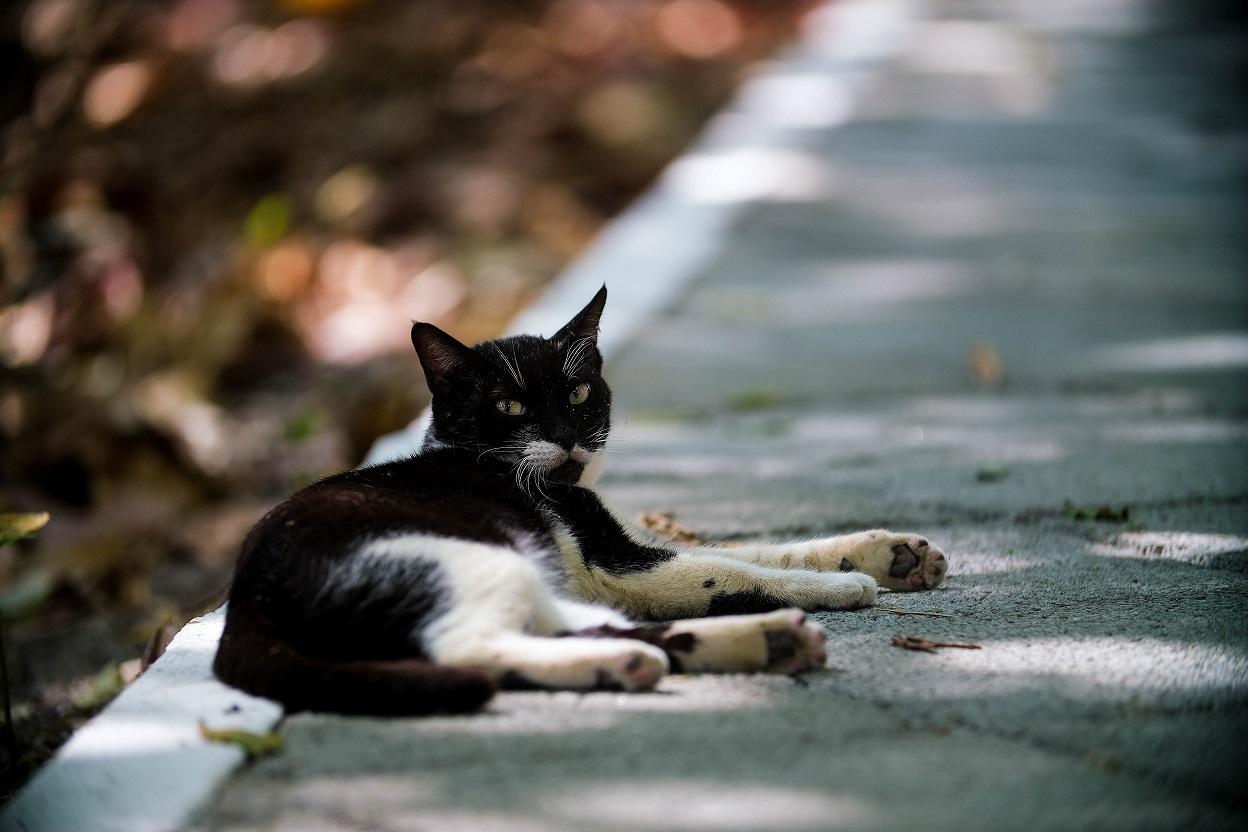 Um gato de pelagem preta e branca descansa sobre uma calçada sombreada, olhando para a câmera. O fundo desfocado mostra folhas secas e luz suave filtrada por árvores, criando uma atmosfera tranquila e natural.