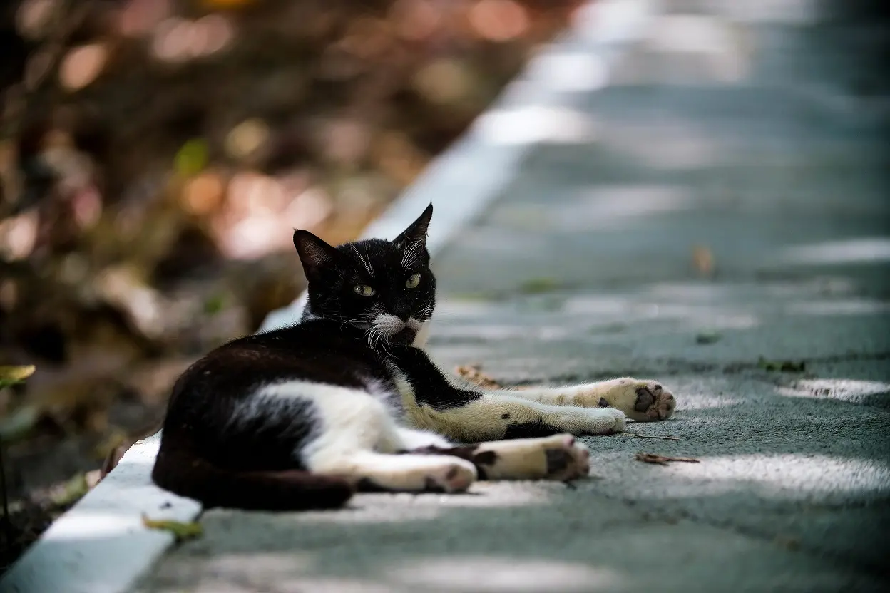 Um gato de pelagem preta e branca descansa sobre uma calçada sombreada, olhando para a câmera. O fundo desfocado mostra folhas secas e luz suave filtrada por árvores, criando uma atmosfera tranquila e natural.