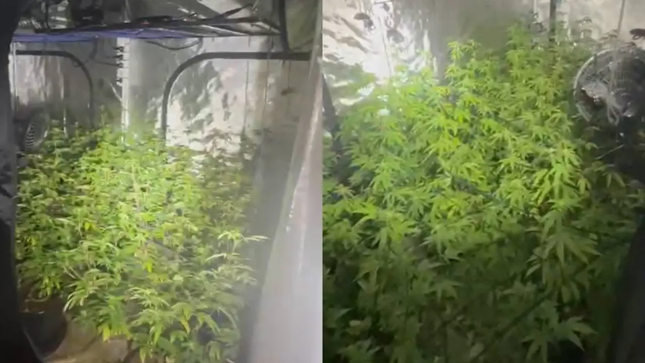 Uma montagem, com duas fotos das estufas onde as plantas ficavam