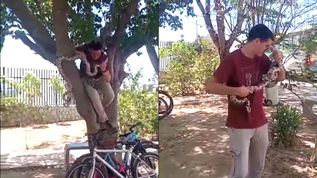 Montagem em dois quadros. No lado esquerdo, um jovem agachado em uma árvore, com uma cobra grande enrolada em seu corpo. No lado direito, o mesmo jovem em pé, segurando a cobra perto de seu rosto e pescoço.