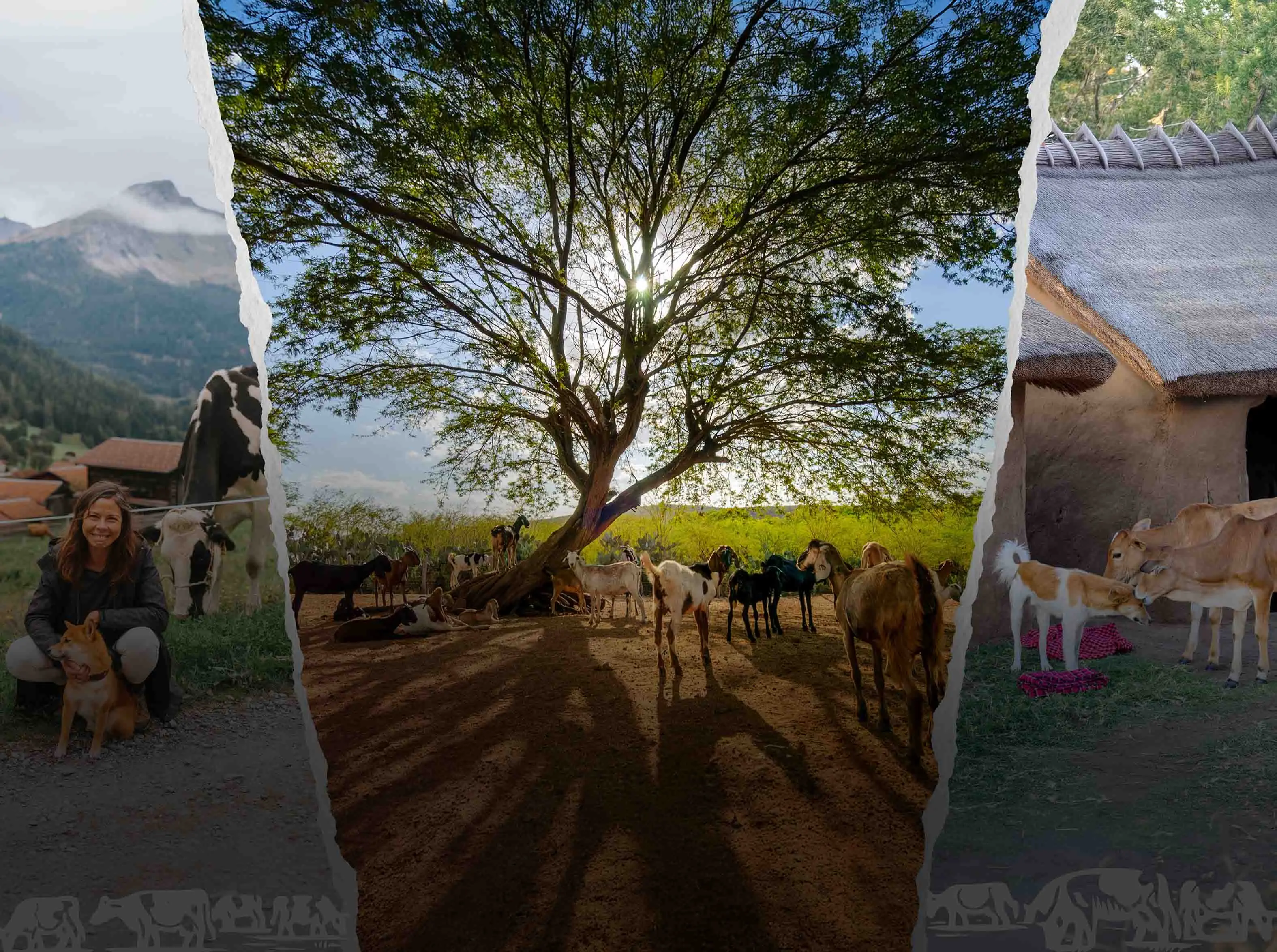 Montagem com três cenas rurais: à esquerda, uma pessoa interage com um cão em um ambiente montanhoso com vacas ao fundo; ao centro, um grande árvore iluminada pelo sol, cercada por cabras e outros animais em solo de terra; à direita, bezerros próximos a uma construção de paredes de barro e telhado de palha.