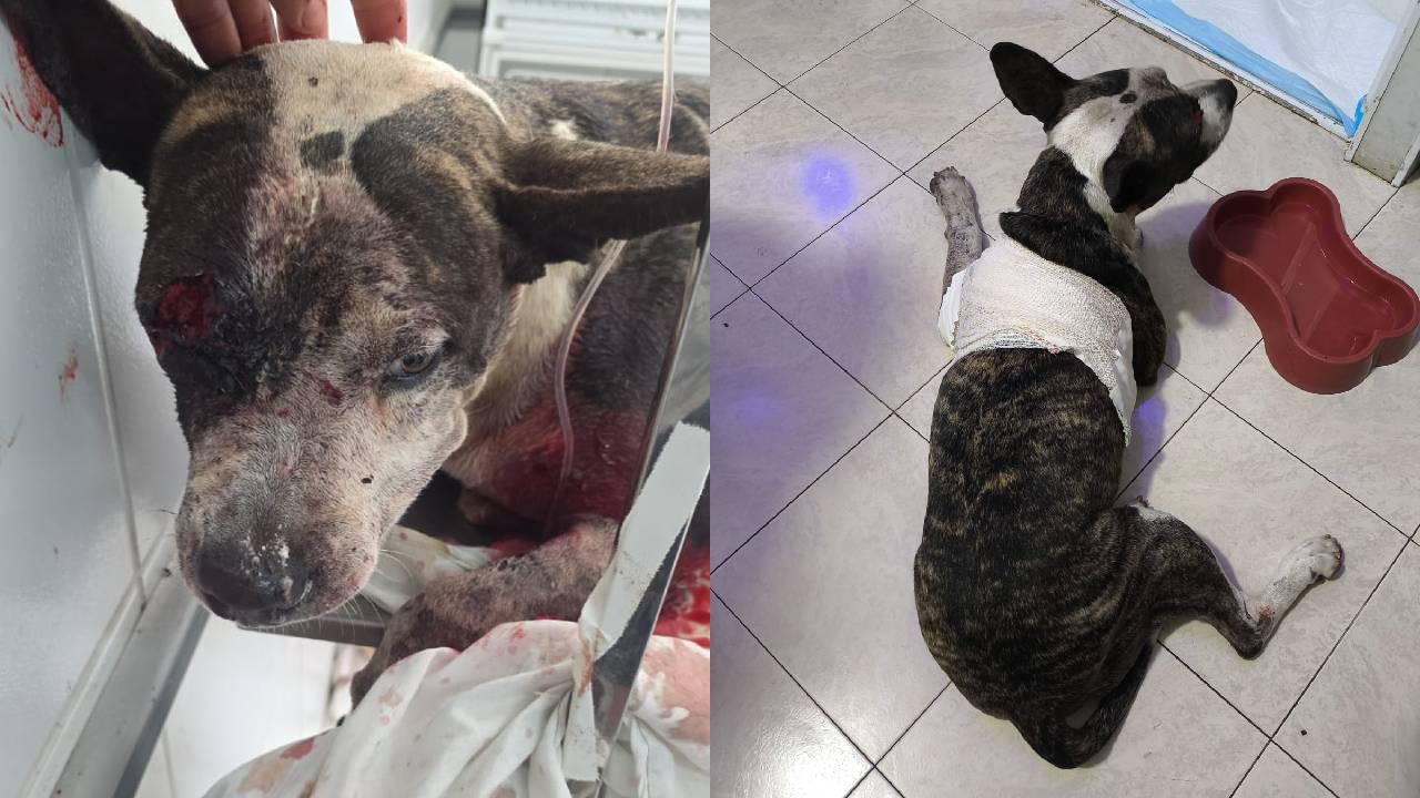 Animal da raça Pitbull foi atingindo na cabeça e no tórax.
