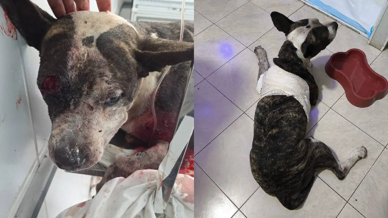 Animal da raça Pitbull foi atingindo na cabeça e no tórax.