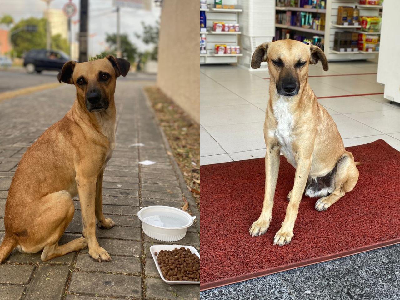 Montagem de duas fotos do cachorro caramelo Costelinha, que foi adotado de Fortaleza por uma família que mora na Suíça. Na primeira foto, ele aparece sentado ao lado de vasilhas de água e comida, e na segunda, ele aparece sentado no tapete de entrada de uma farmácia.