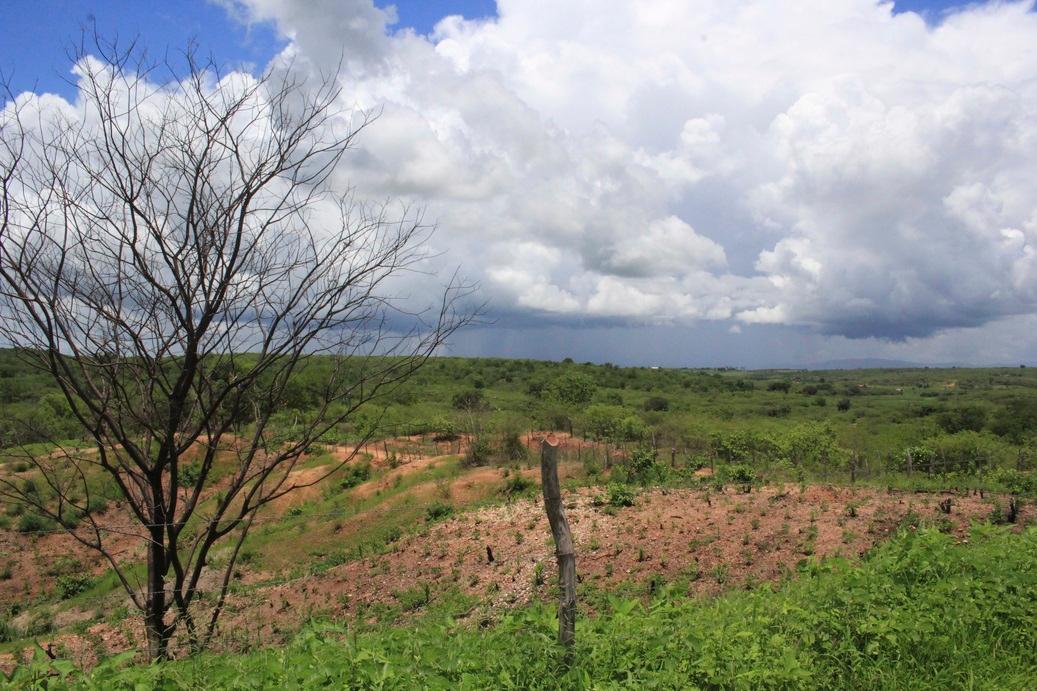 Paisagem no interior do Ceará, com extenso campo verde e algumas áreas de terra e uma árvore seca em primeiro plano. Ao fundo, o céu é dominado por nuvens brancas e pesadas de chuva.
