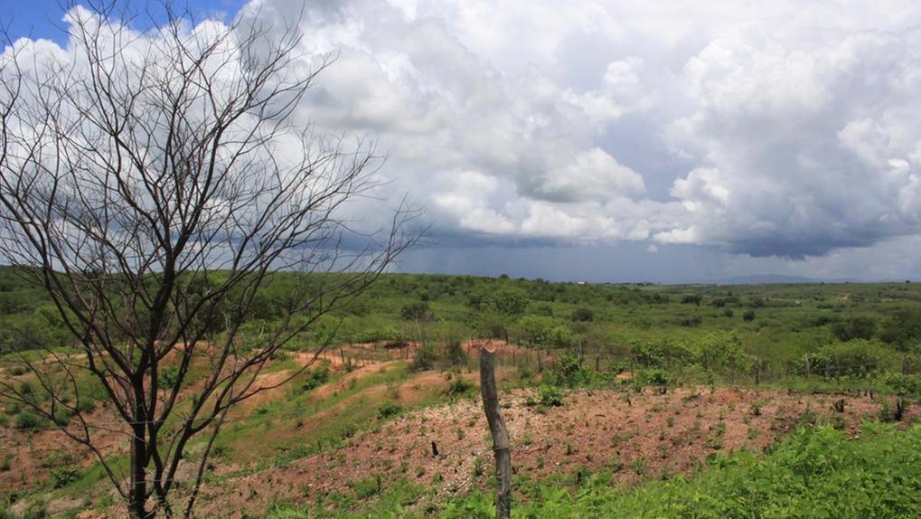 Paisagem no interior do Ceará, com extenso campo verde e algumas áreas de terra e uma árvore seca em primeiro plano. Ao fundo, o céu é dominado por nuvens brancas e pesadas de chuva.