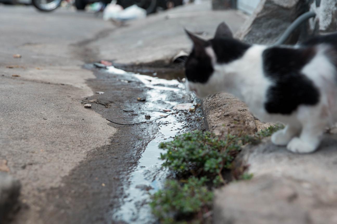 Gato se aproxima de trecho da rua com esgoto correndo a céu aberto.